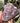 Amethyst Stufe AM2
